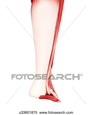 Stock Illustration - Human leg musculature, artwork. Fotosearch