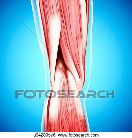 Human leg musculature, artwork View Large Illustration Stock Illustration - Human leg musculature, artwork. Fotosearch