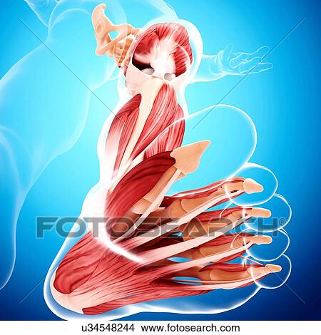 Stock Illustration - Human leg musculature, artwork. Fotosearch