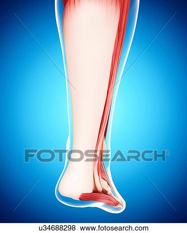 Stock Illustration - Human leg musculature, artwork. Fotosearch