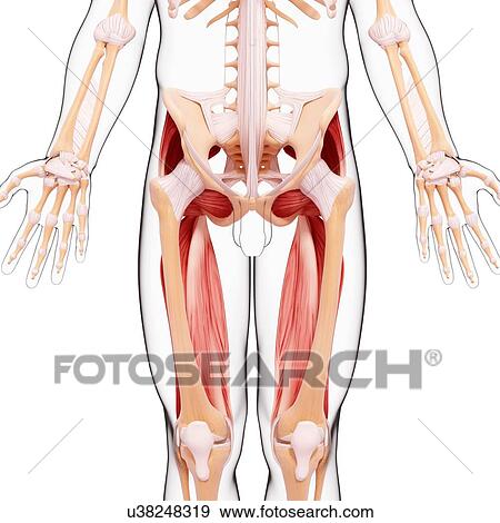 Human leg musculature, artwork View Large Illustration Stock Illustration - Human leg musculature, artwork. Fotosearch