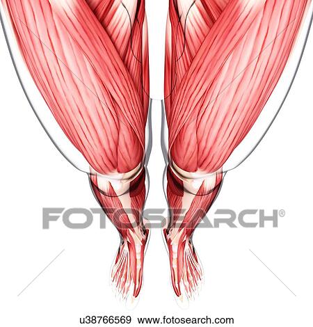 Human leg musculature, artwork View Large Illustration Stock Illustration - Human leg musculature, artwork. Fotosearch