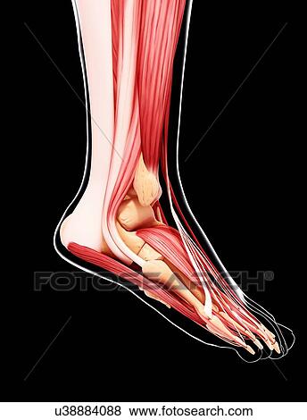 Stock Illustration - Human leg musculature, artwork. Fotosearch