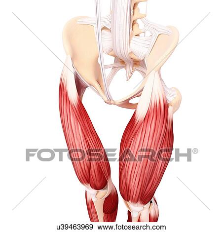 Human leg musculature, artwork View Large Illustration Stock Illustration - Human leg musculature, artwork. Fotosearch