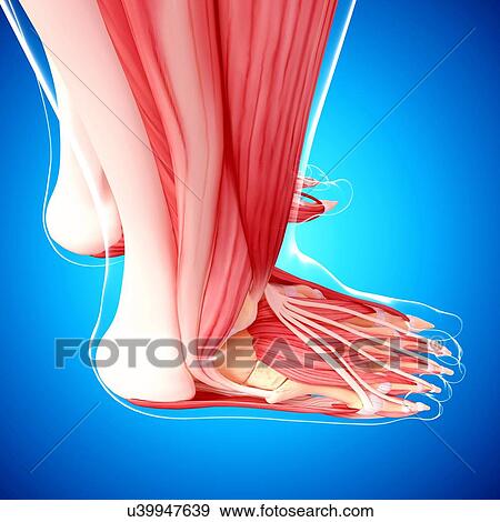Stock Illustration - Human leg musculature, artwork. Fotosearch