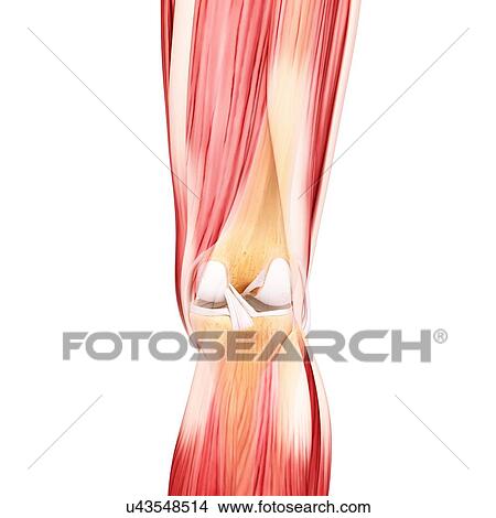 Human leg musculature, artwork View Large Illustration Stock Illustration - Human leg musculature, artwork. Fotosearch