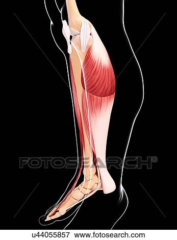 Human leg musculature, artwork View Large Illustration Stock Illustration - Human leg musculature, artwork. Fotosearch