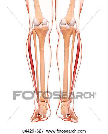 Stock Illustration - Human leg musculature, artwork. Fotosearch