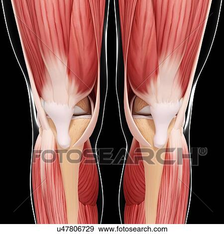 Stock Illustration - Human leg musculature, artwork. Fotosearch