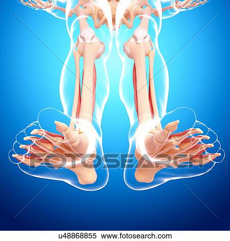 Stock Illustration - Human leg musculature, artwork. Fotosearch