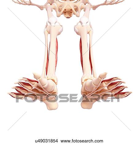 Human leg musculature, artwork View Large Illustration Stock Illustration - Human leg musculature, artwork. Fotosearch