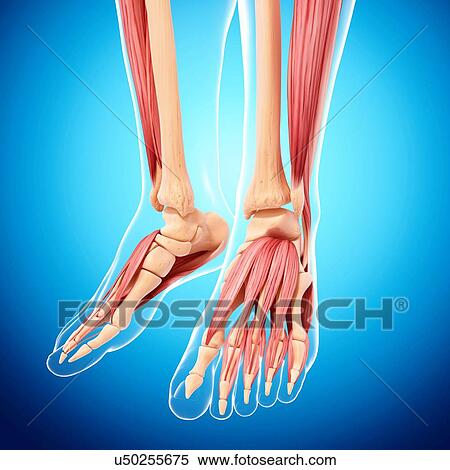 Human leg musculature, artwork View Large Illustration Stock Illustration - Human leg musculature, artwork. Fotosearch