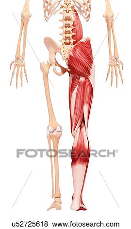 Stock Illustration - Human leg musculature, artwork. Fotosearch