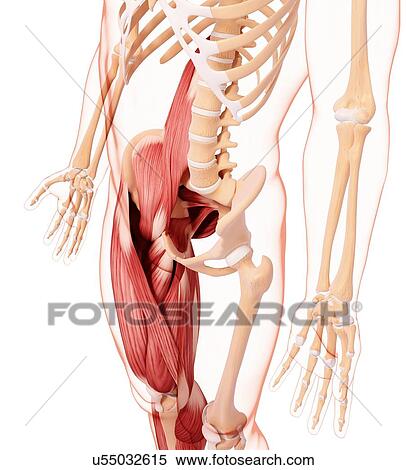 Human leg musculature, artwork View Large Illustration Stock Illustration - Human leg musculature, artwork. Fotosearch