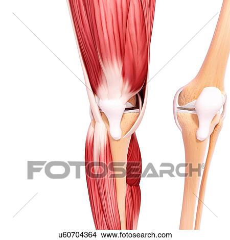 Human leg musculature, artwork View Large Illustration Stock Illustration - Human leg musculature, artwork. Fotosearch