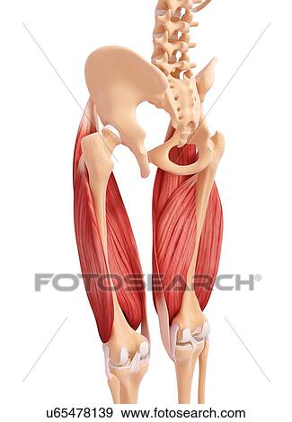 Human leg musculature, artwork View Large Illustration Stock Illustration - Human leg musculature, artwork. Fotosearch