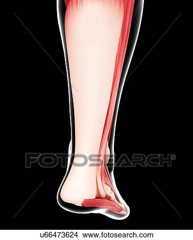 Human leg musculature, artwork View Large Illustration Stock Illustration - Human leg musculature, artwork. Fotosearch