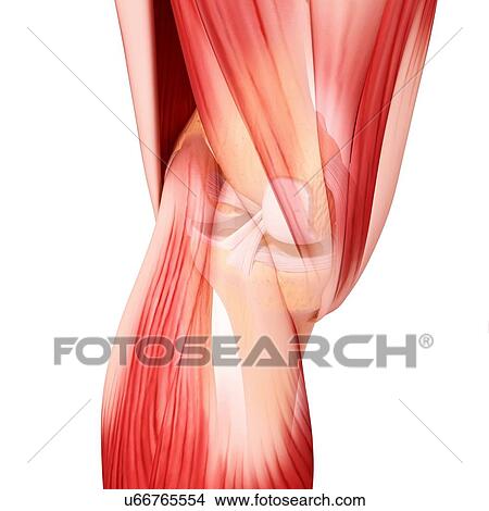 Human leg musculature, artwork View Large Illustration Stock Illustration - Human leg musculature, artwork. Fotosearch