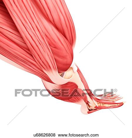 Stock Illustration - Human leg musculature, artwork. Fotosearch