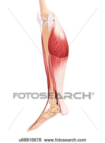 Stock Illustration - Human leg musculature, artwork. Fotosearch