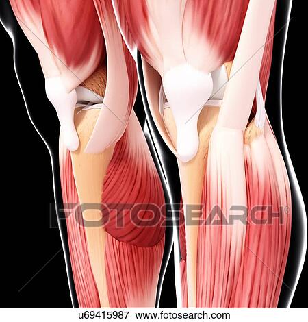 Stock Illustration - Human leg musculature, artwork. Fotosearch