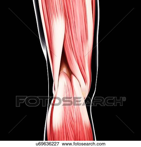 Human leg musculature, artwork View Large Illustration Stock Illustration - Human leg musculature, artwork. Fotosearch