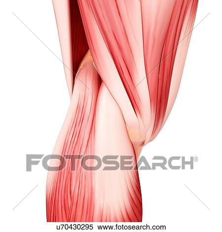 Human leg musculature, artwork View Large Illustration Stock Illustration - Human leg musculature, artwork. Fotosearch