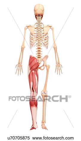 Stock Illustration - Human leg musculature, artwork. Fotosearch