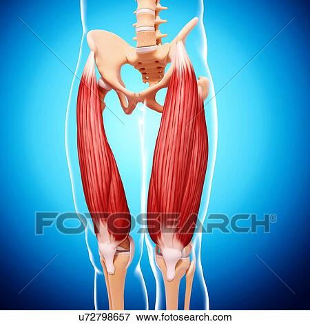 Stock Illustration - Human leg musculature, artwork. Fotosearch