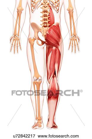 Human leg musculature, artwork View Large Illustration Stock Illustration - Human leg musculature, artwork. Fotosearch
