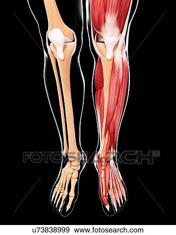 Human leg musculature, artwork View Large Illustration Stock Illustration - Human leg musculature, artwork. Fotosearch