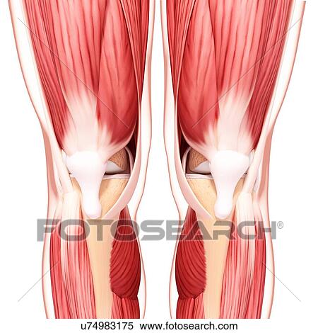 Human leg musculature, artwork View Large Illustration Stock Illustration - Human leg musculature, artwork. Fotosearch