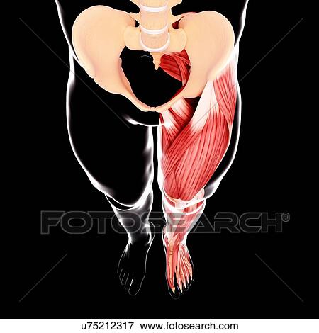 Human leg musculature, artwork View Large Illustration Stock Illustration - Human leg musculature, artwork. Fotosearch