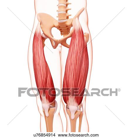 Human leg musculature, artwork View Large Illustration Stock Illustration - Human leg musculature, artwork. Fotosearch