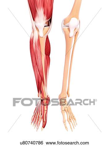 Stock Illustration - Human leg musculature, artwork. Fotosearch
