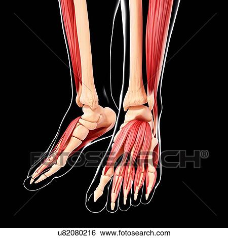 Human leg musculature, artwork View Large Illustration Stock Illustration - Human leg musculature, artwork. Fotosearch