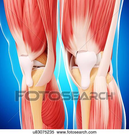 Human leg musculature, artwork View Large Illustration Stock Illustration - Human leg musculature, artwork. Fotosearch