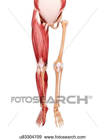 Stock Illustration - Human leg musculature, artwork. Fotosearch