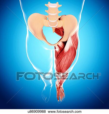 Stock Illustration - Human leg musculature, artwork. Fotosearch