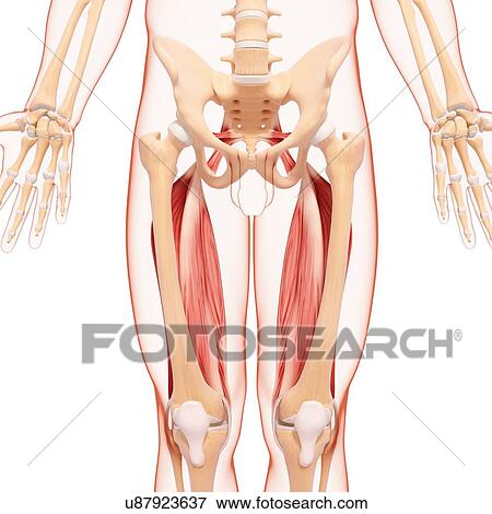 Human leg musculature, artwork View Large Illustration Stock Illustration - Human leg musculature, artwork. Fotosearch