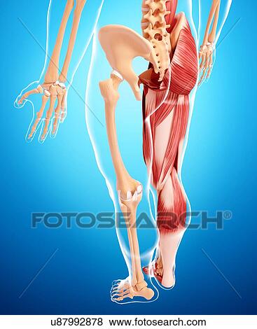 Stock Illustration - Human leg musculature, artwork. Fotosearch