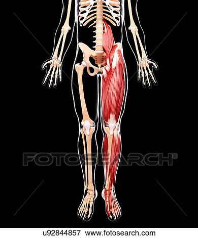 Human leg musculature, artwork View Large Illustration Stock Illustration - Human leg musculature, artwork. Fotosearch
