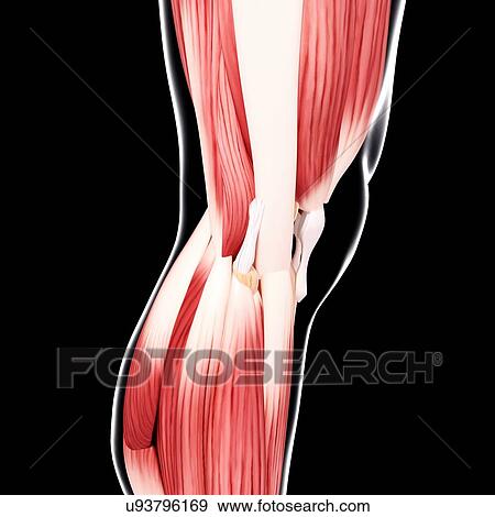 Human leg musculature, artwork View Large Illustration Stock Illustration - Human leg musculature, artwork. Fotosearch