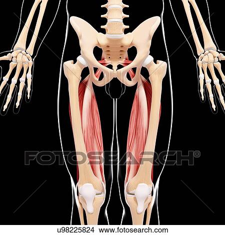 Human leg musculature, artwork View Large Illustration Stock Illustration - Human leg musculature, artwork. Fotosearch