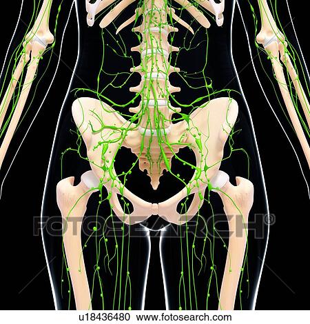 Clipart - Human lymphatic system, artwork. Fotosearch