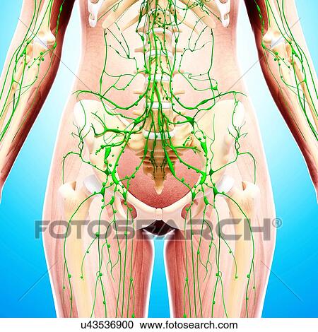 Clipart - Human lymphatic system, artwork. Fotosearch