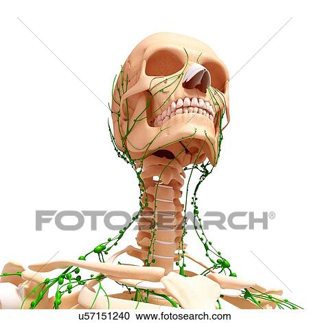 Human lymphatic system, artwork View Large Illustration Clipart - Human lymphatic system, artwork. Fotosearch