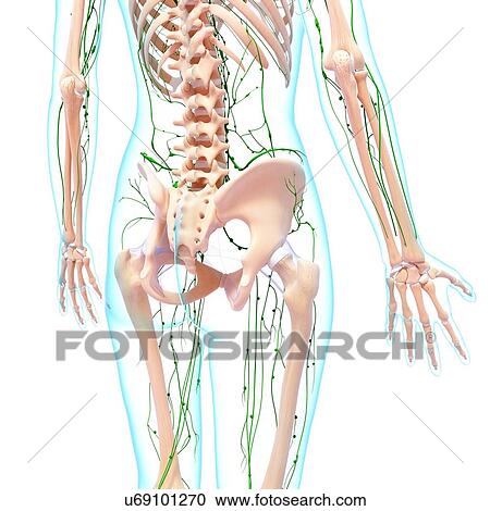 Clipart - Human lymphatic system, artwork. Fotosearch