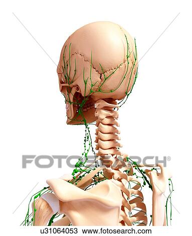 Drawing - Human lymphatic system, artwork. Fotosearch