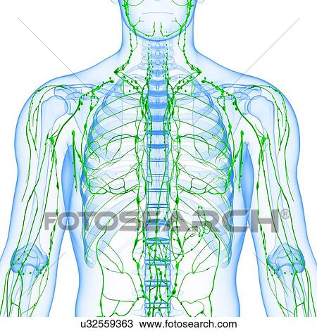 Drawing - Human lymphatic system, artwork. Fotosearch